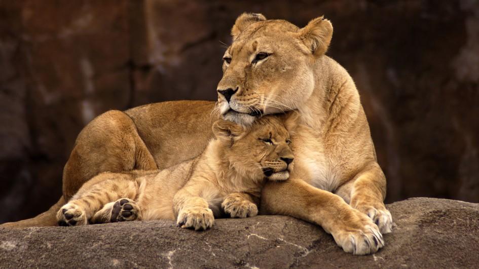 lion-mom-cub.jpg.adapt.945.1.jpg