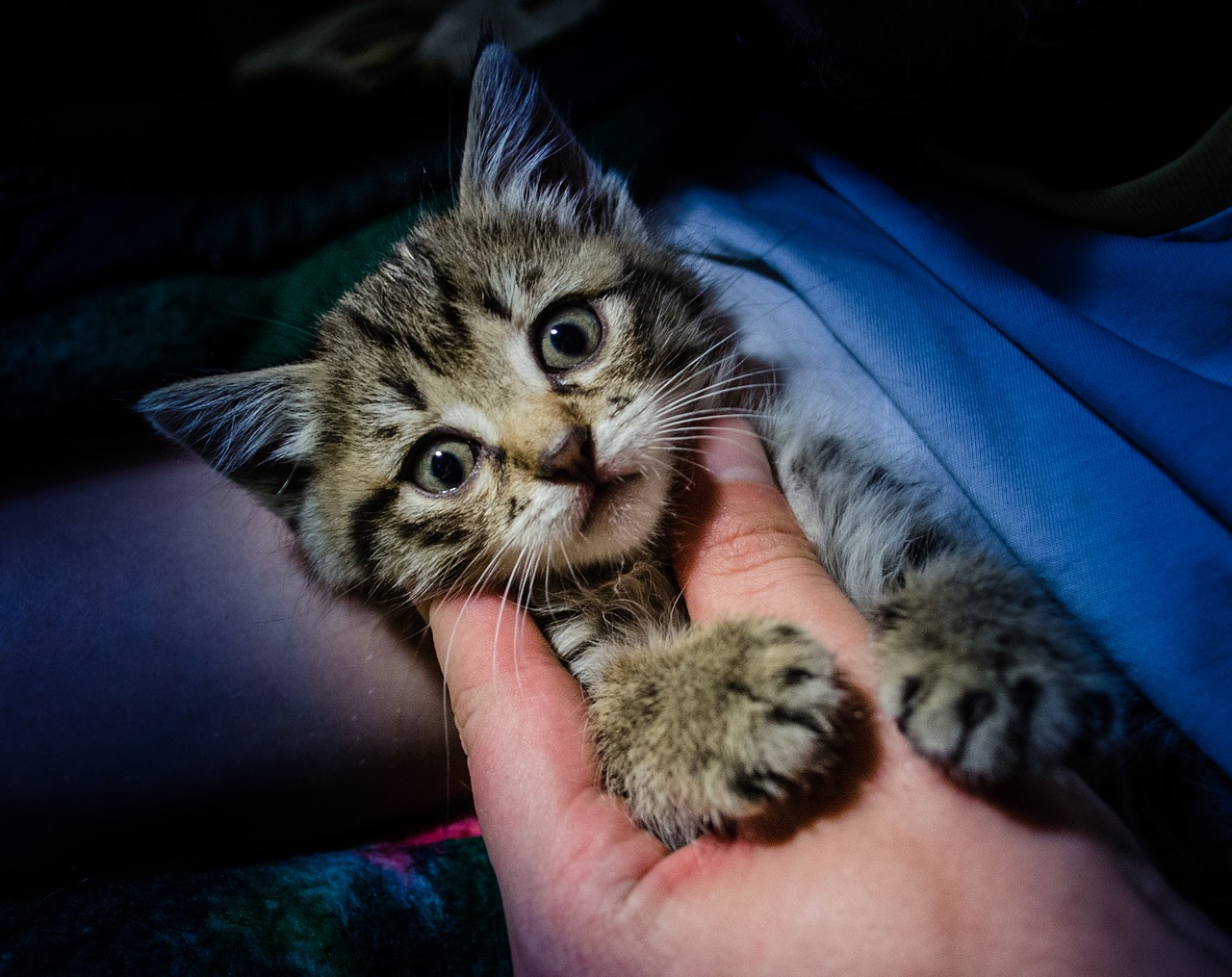 meow-2427151_1280.jpg